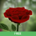 3D Rose Live Wallpaper
Free