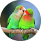 Master Kicau Lovebird