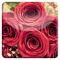 Red Rose HD LiveWallpaper