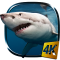 Shark 4K Live Wallpaper