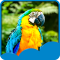 Parrots Live Wallpapers