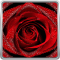 Red Rose Live Wallpaper