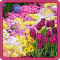 Garden Flowers Live Wallpaper