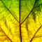 Leaf Photo Collage Editor