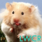 hamster lwp