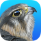 iBird United Kingdom Pro