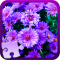 Flowers Jigsaw Puzzle Game