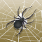 Spider Solitaire