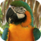 Parrot Live Wallpaper