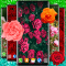 Red Rose Live Wallpaper Romantic Wallpapers