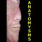 AnatomySMS