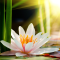 Lotus Flower Wallpaper HD