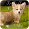 Cute Puppy Keypad Screen Lock